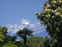 Palm trees in Merano